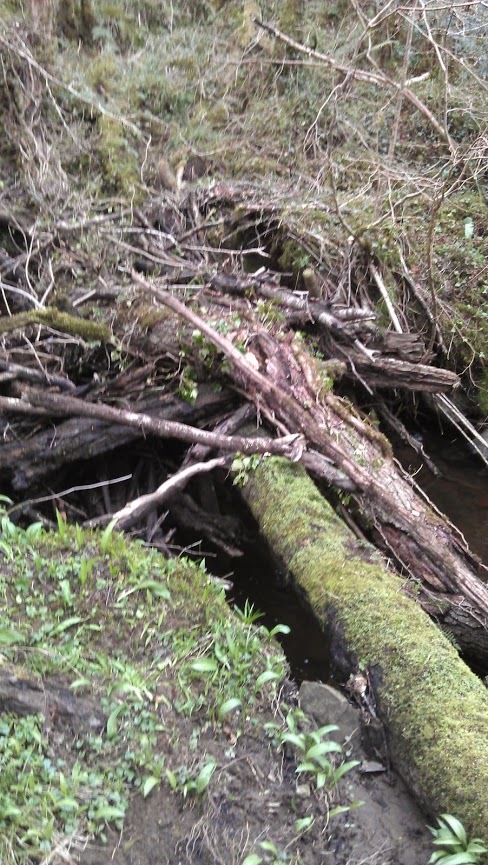 Blackslee River Blockage